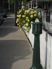 Lights on Kennebec Ave