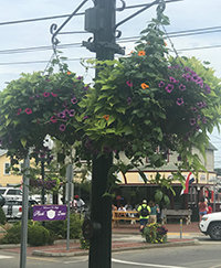 Hanging Basket